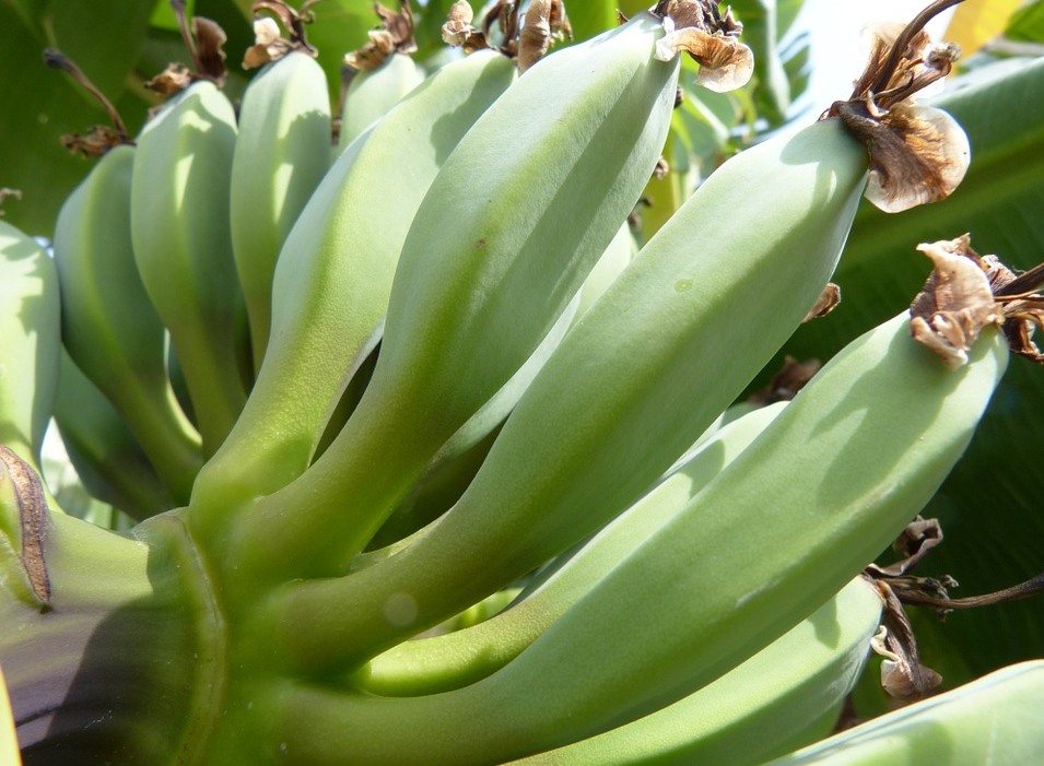 green banana on tree